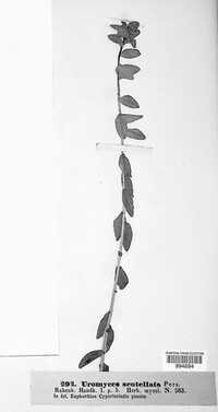 Uromyces scutellatus image